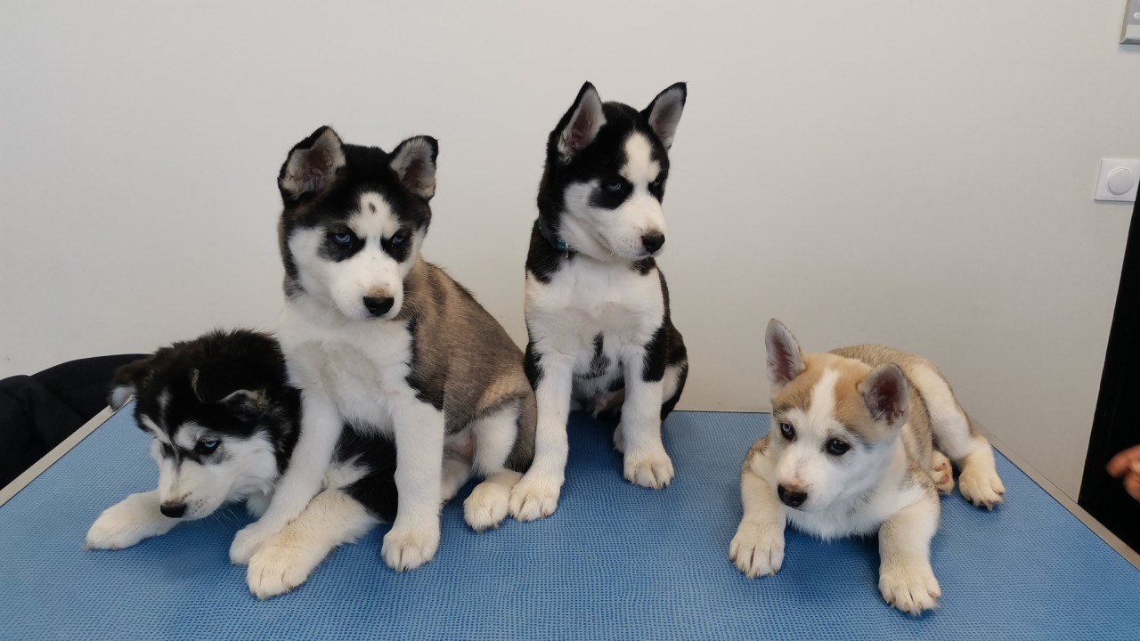 4 huskies